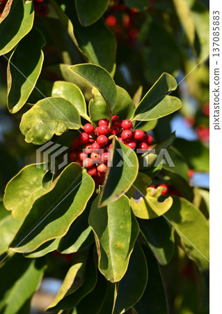 Ilex rotunda (also for lucky charms) Ilex rotunda (also for lucky charms) 137085883