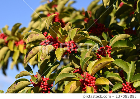 Ilex rotunda (also for lucky charms) Ilex rotunda (also for lucky charms) 137085885