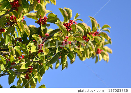 Ilex rotunda (also for lucky charms) 137085886