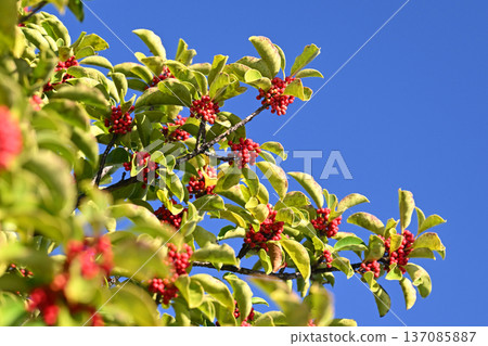 Ilex rotunda (also for lucky charms) 137085887