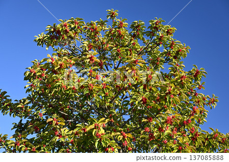 Ilex rotunda (also for lucky charms) 137085888