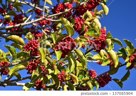 Ilex rotunda (also for lucky charms) Ilex rotunda (also for lucky charms) 137085904