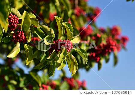 Ilex rotunda (also for lucky charms) Ilex rotunda (also for lucky charms) 137085914