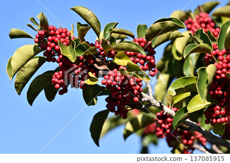 Ilex rotunda (also for lucky charms) Ilex rotunda (also for lucky charms) 137085915