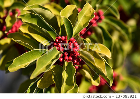 Ilex rotunda (also for lucky charms) Ilex rotunda (also for lucky charms) 137085921