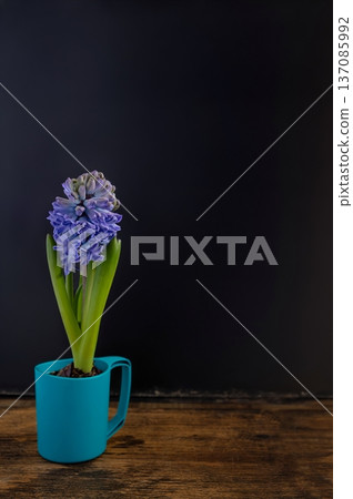 Hyacinthus orientalis (known as Common Hyacinth, Garden Hyacinth or Dutch Hyacinth) in a pot isolated on black 137085992