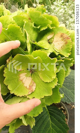 Close up of large green hydrangea bloom with wide decorative bracts and small central flowers. Ornamental shrub photographed in garden center, lush textured inflorescence in soft natural light. Close up of large green hydrangea bloom with wide decorative bracts and small central flowers. Ornamental shrub photographed in garden center, lush textured inflorescence in soft natural light. 137086133