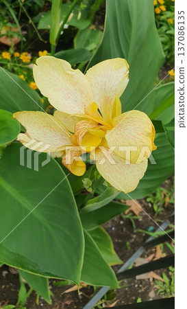 Blooming pale yellow canna lily with soft pink speckles surrounded by broad tropical leaves. Exotic ornamental plant growing in garden bed, summer landscape design and lush greenery atmosphere. Blooming pale yellow canna lily with soft pink speckles surrounded by broad tropical leaves. Exotic ornamental plant growing in garden bed, summer landscape design and lush greenery atmosphere. 137086135