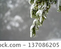 Snow and Ice on Pine Branch in Winter 137086205