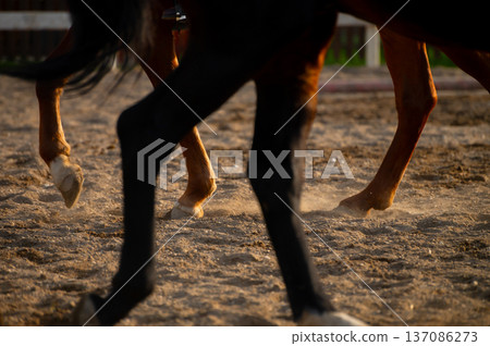 Horses' legs in motion kicking up dust on sandy ground during sunset at an equestrian arena, showcasing the dynamic movement of the animals Horses' legs in motion kicking up dust on sandy ground during sunset at an equestrian arena, showcasing the dynamic movement of the animals 137086273
