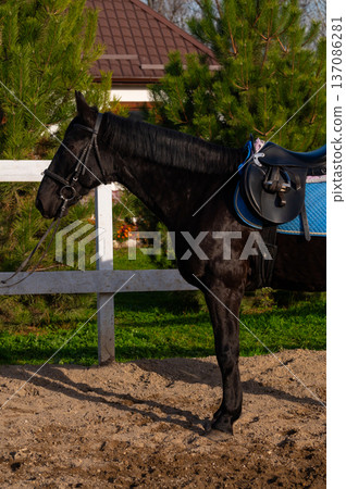 Black horse with saddle stands beside a white fence in an outdoor riding arena surrounded by green trees and a residential building in the background Black horse with saddle stands beside a white fence in an outdoor riding arena surrounded by green trees and a residential building in the background 137086281