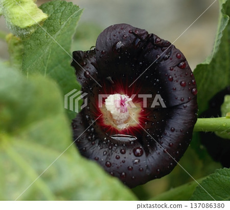 Flower of Alcea rosea Nigra, known as Black hollyhock used as medicinal herb. 137086380