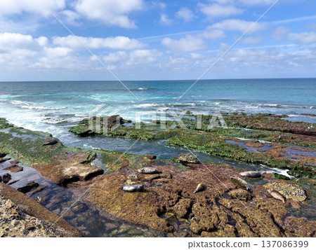 La Jolla, California, United States. Harbor seals rest on the sand at La Jolla Cove, San Diego La Jolla, California, United States. Harbor seals rest on the sand at La Jolla Cove, San Diego 137086399