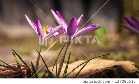 A pair of crocuses in the spring sun 137086515