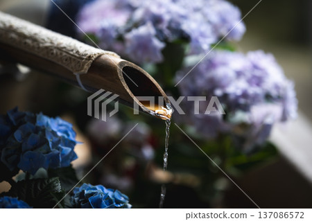 Early summer at Hasedera Temple in Nara: A refreshing bamboo water basin and vibrant blue hydrangeas Early summer at Hasedera Temple in Nara: A refreshing bamboo water basin and vibrant blue hydrangeas 137086572