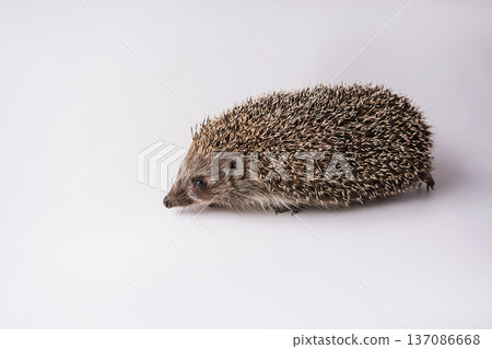 Hedgehog on a white background Hedgehog on a white background 137086668