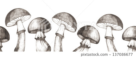 Seamless border with forest mushrooms on a white background Seamless border with forest mushrooms on a white background 137086677