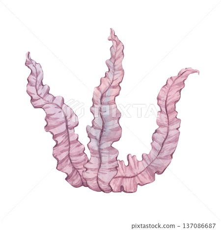A watercolor illustration of underwater seaweed A watercolor illustration of underwater seaweed 137086687