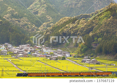 The SL Oigawa Railway runs through the tea plantation countryside The SL Oigawa Railway runs through the tea plantation countryside 137087119
