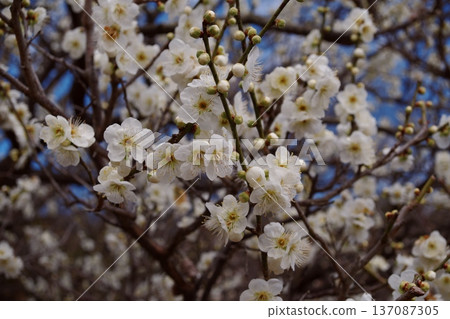 White plum blossoms against the blue sky. Full-bloomed plum blossoms and buds. Spring scenery. White plum blossoms against the blue sky. Full-bloomed plum blossoms and buds. Spring scenery. 137087305
