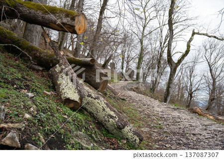 Forest trail with fallen tree logs, moss covered trunks and stone path on hillside in Abkhazia under overcast sky. Environmental storytelling, sustainable tourism marketing and outdoor adventure 137087307