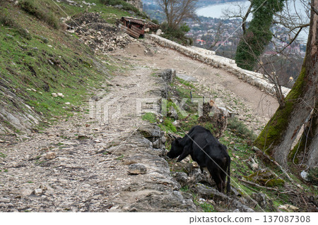 Mountain dirt road with black cow grazing near stone path and hillside view over New Athos town in Abkhazia. Rural lifestyle storytelling, agritourism marketing, sustainable travel Mountain dirt road with black cow grazing near stone path and hillside view over New Athos town in Abkhazia. Rural lifestyle storytelling, agritourism marketing, sustainable travel 137087308