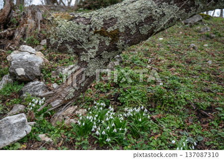 Snowdrop flowers under fallen tree trunk with moss and early spring greenery in Abkhazia forest landscape. Seasonal marketing, environmental education, eco tourism promotion Snowdrop flowers under fallen tree trunk with moss and early spring greenery in Abkhazia forest landscape. Seasonal marketing, environmental education, eco tourism promotion 137087310