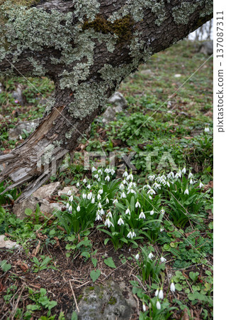 Snowdrop flowers under fallen tree trunk with moss and early spring greenery in Abkhazia forest landscape. Seasonal marketing, environmental education, eco tourism promotion Snowdrop flowers under fallen tree trunk with moss and early spring greenery in Abkhazia forest landscape. Seasonal marketing, environmental education, eco tourism promotion 137087311
