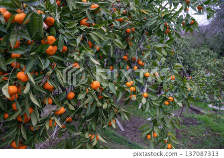 Mandarin tree branches with ripe orange fruits in orchard, dense green foliage and seasonal harvest scene in natural daylight. Image supports agriculture marketing, agro tourism, fresh produce Mandarin tree branches with ripe orange fruits in orchard, dense green foliage and seasonal harvest scene in natural daylight. Image supports agriculture marketing, agro tourism, fresh produce 137087313