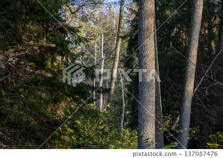 Woodland trees bathed in warm sunlight in forest Woodland trees bathed in warm sunlight in forest 137087476