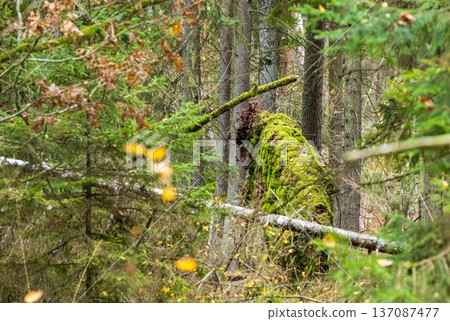 Fallen tree trunk decaying in an evergreen forest 137087477