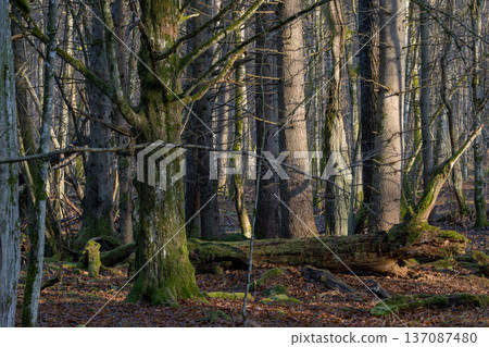 Woodland forest scene with sunlit trees and fallen log 137087480