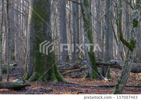 Forest trees growing with moss and fallen leaves 137087483