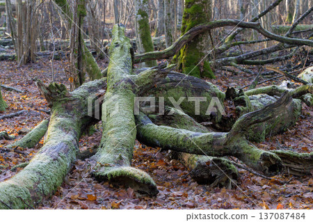 Fallen moss-covered trees in a natural forest 137087484