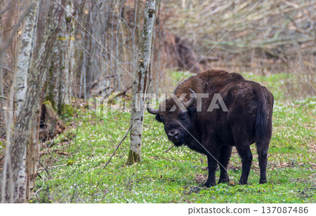European bison standing in spring forest looking back European bison standing in spring forest looking back 137087486
