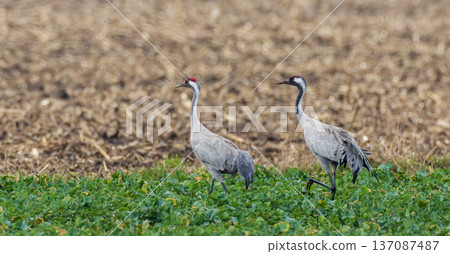 Common cranes walking on green field edge 137087487