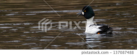 Common goldeneye duck swimming on brown water 137087488