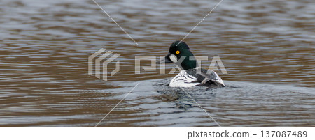 Common goldeneye duck swimming on calm water 137087489