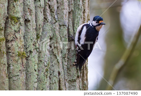 Great spotted woodpecker climbing tree trunk in forest Great spotted woodpecker climbing tree trunk in forest 137087490