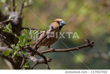 Hawfinch bird perching on a tree branch in spring 137087492