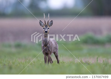 Roe deer buck standing looking at camera Roe deer buck standing looking at camera 137087499