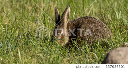 Wild rabbit eating fresh green grass in meadow 137087501