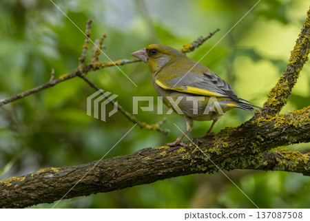 European greenfinch perching on a mossy branch in natural habitat European greenfinch perching on a mossy branch in natural habitat 137087508