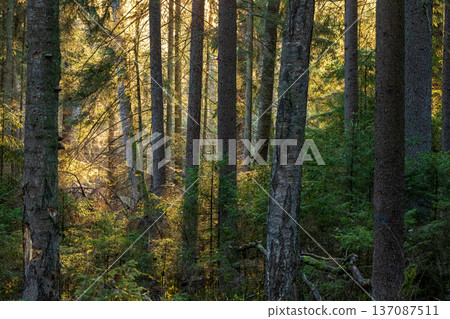 Forest trees showing sunbeams breaking through canopy Forest trees showing sunbeams breaking through canopy 137087511