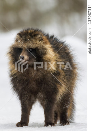 Raccoon dog standing in fresh winter snow Raccoon dog standing in fresh winter snow 137087514