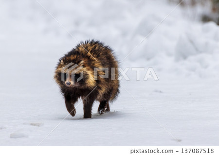 Tanuki raccoon dog walking through winter snow Tanuki raccoon dog walking through winter snow 137087518