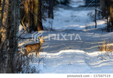 Roe deer walking on snowy forest path in winter Roe deer walking on snowy forest path in winter 137087519