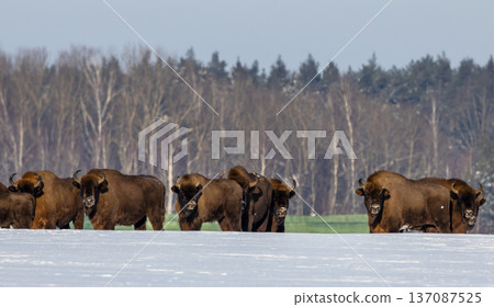 European bison herd walking in winter snowland European bison herd walking in winter snowland 137087525