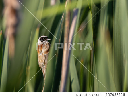 Penduline tit bird perched on reeds 137087526