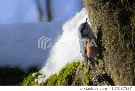 Nuthatch foraging on mossy tree in winter snow 137087527